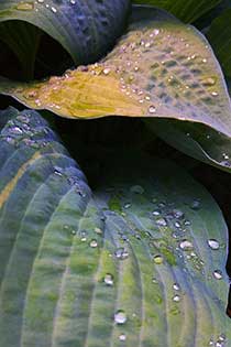 Funkia, deszcz, liście, struktura ogrodu, fotografia Monika Turska