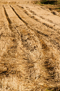 Rżysko, jesienne pole, Balice, Małopolska, okolice Krakowa, fotografia Monika Turska