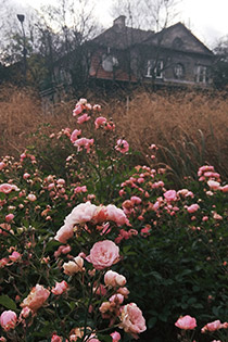 Róże, alejki Grotgera, Kraków, jesień w Krakowie, romantyczne róże, spacer po Krakowie, fotografia Monika Turska