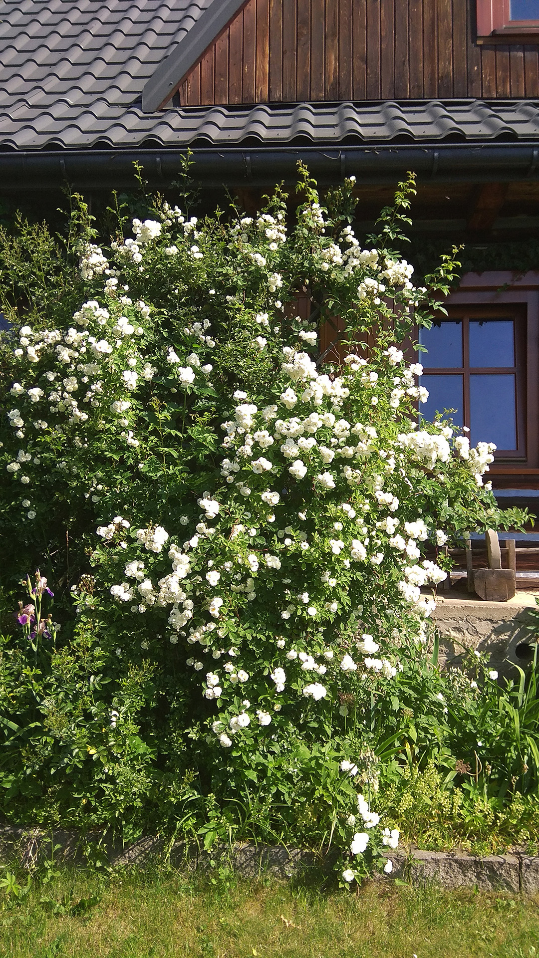 Beskid Makowski, róża pnąca, ogród, w ogrodzie, fotografia Monika Turska